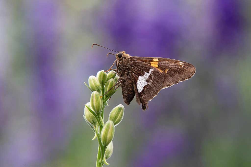 Photowalk Midfulness vlinder
